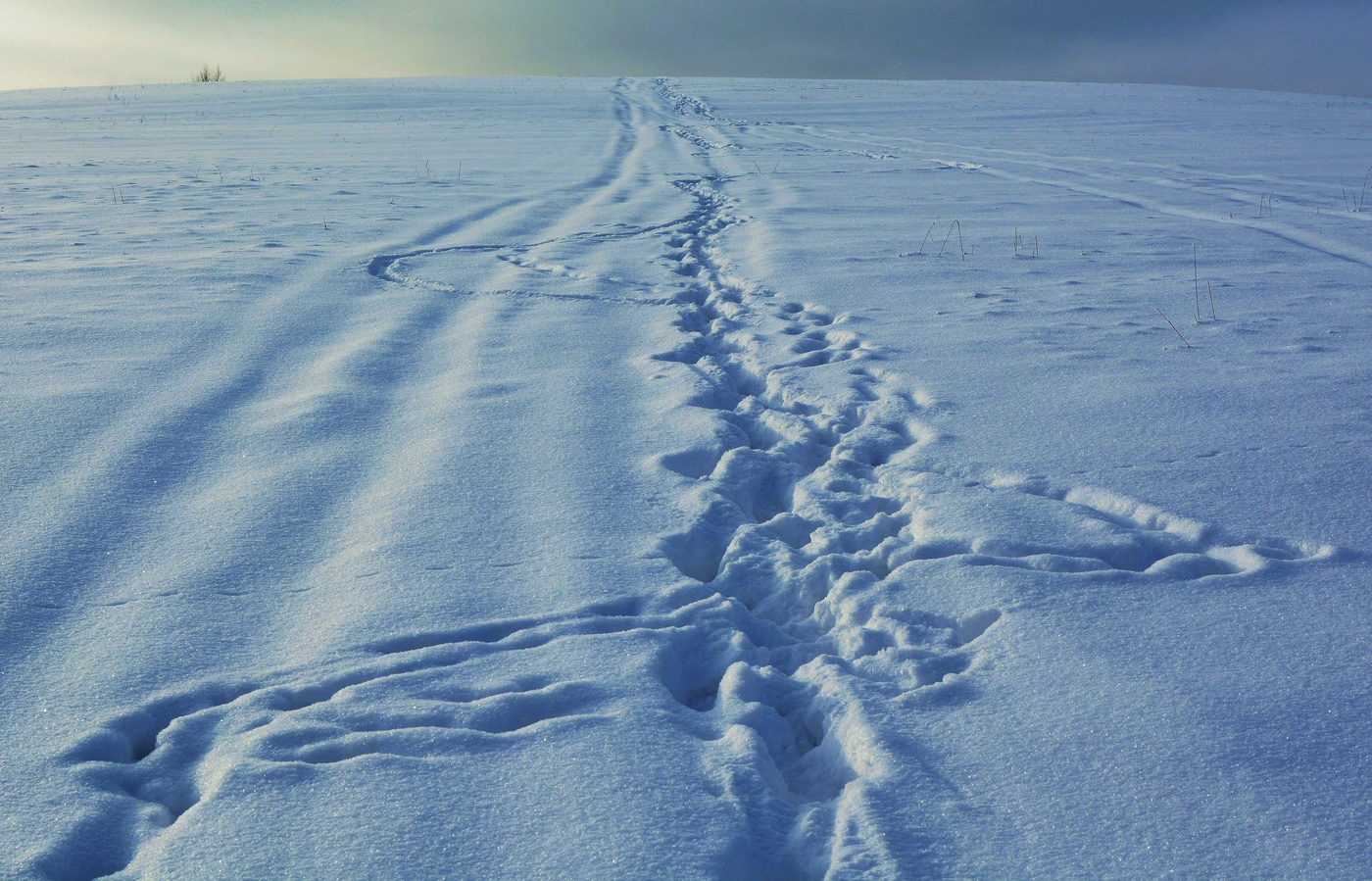 "На чистом и нетронутом снегу, следы ..."