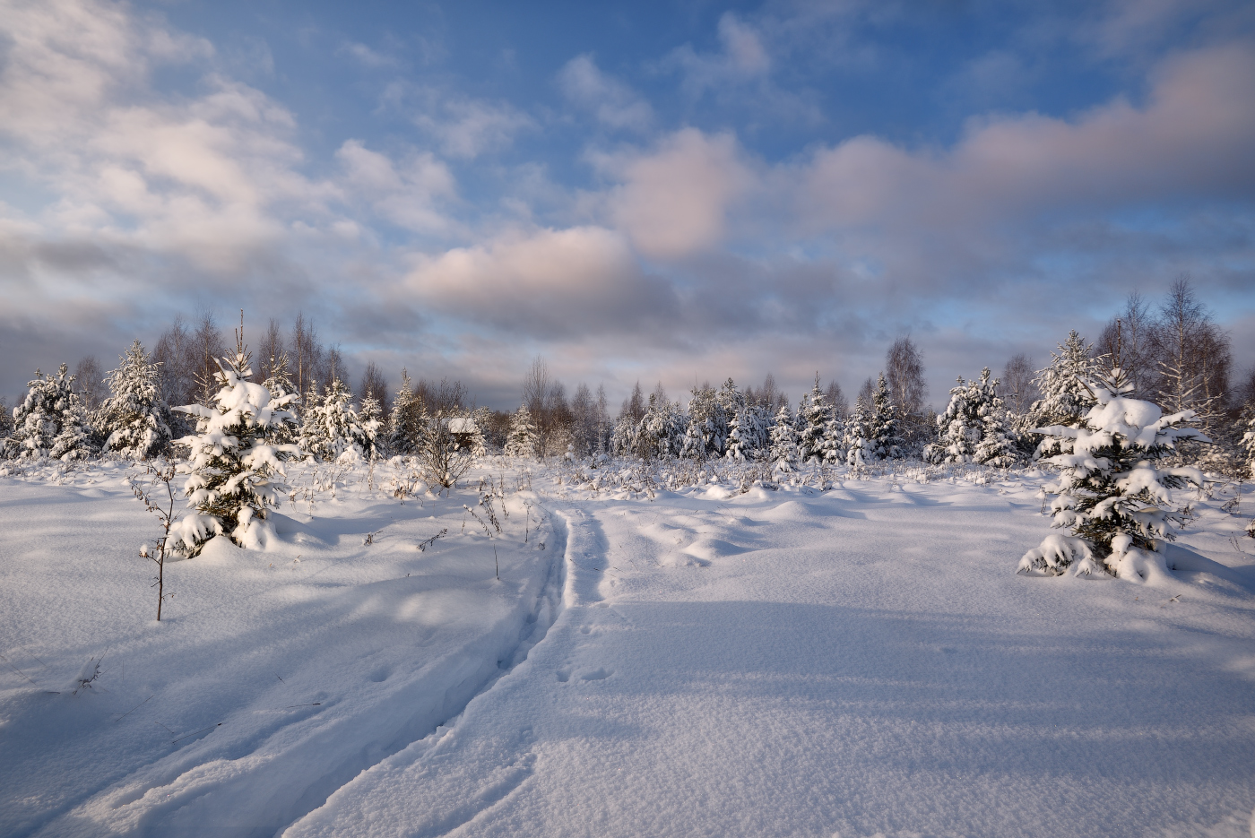 по зимней лыжне