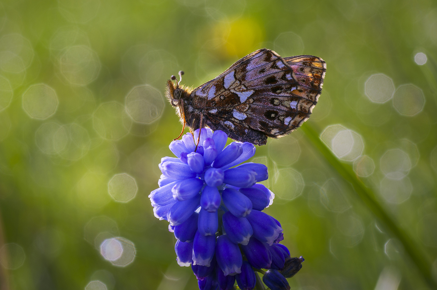 Перламутровка диа