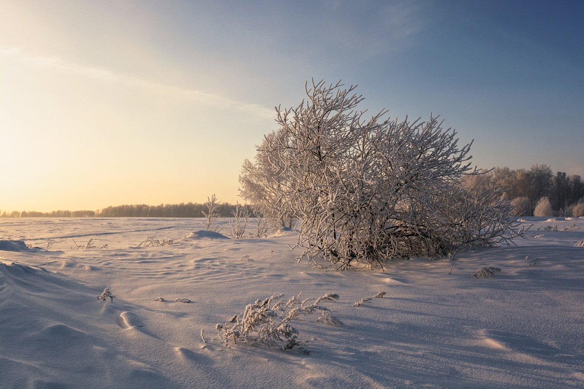 Вечерний цвет.