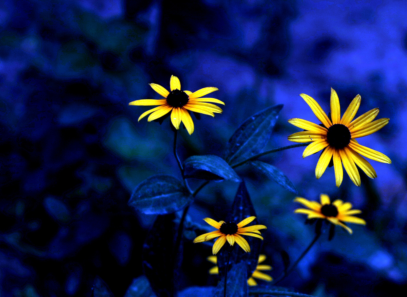 Солнышки в ночи