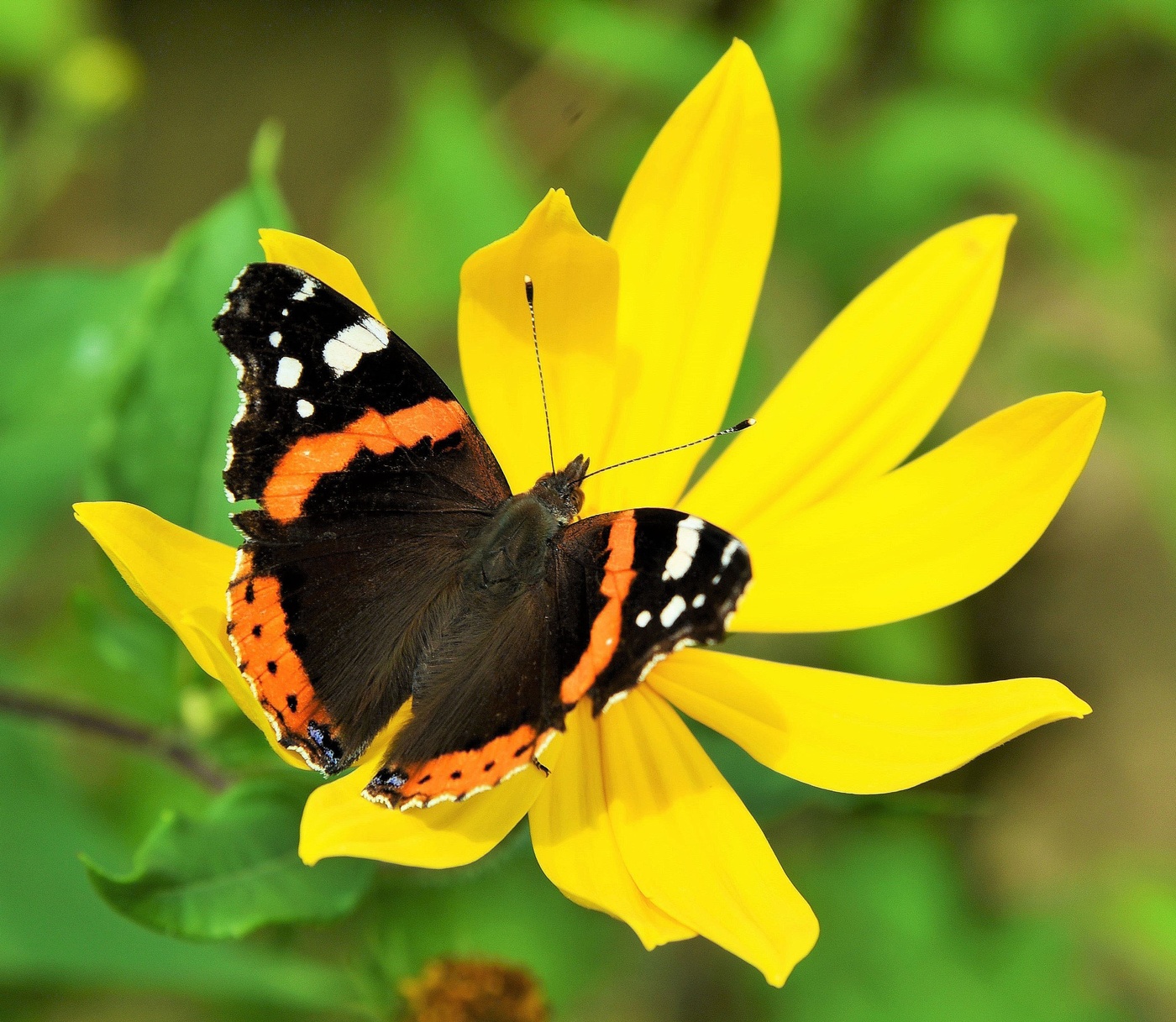 "Одним воздушным очертаньем я так мила ..."