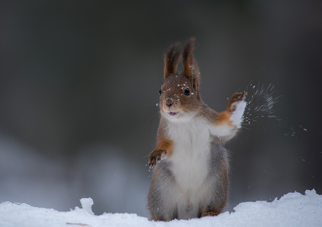 Снежки...зимняя забава