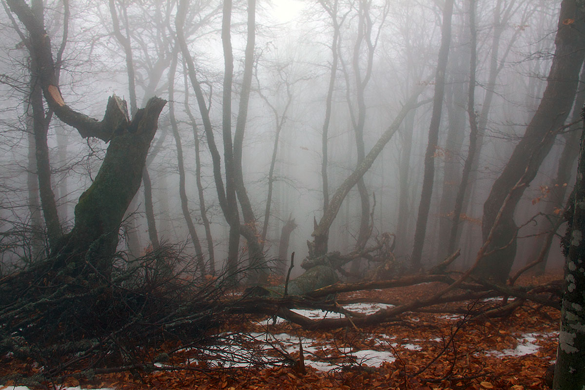 В тумане все не так ..