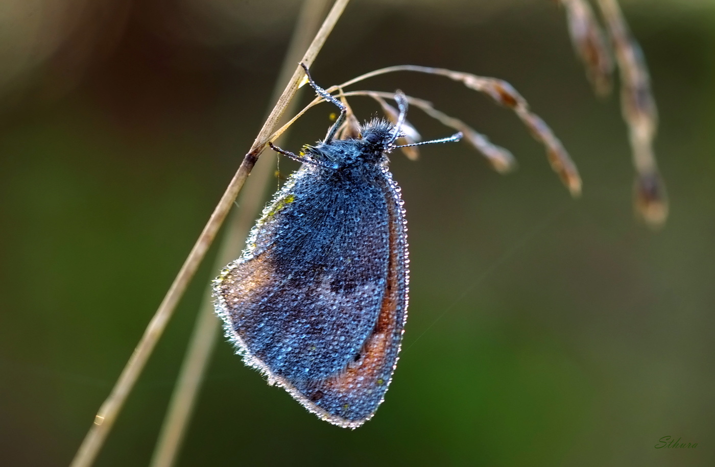 Бабочка в росе.