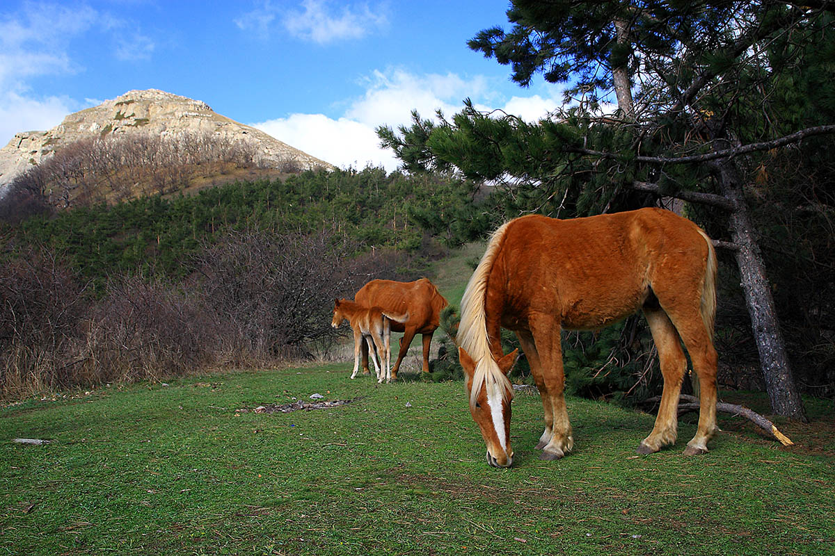У Пакхал-Кая
