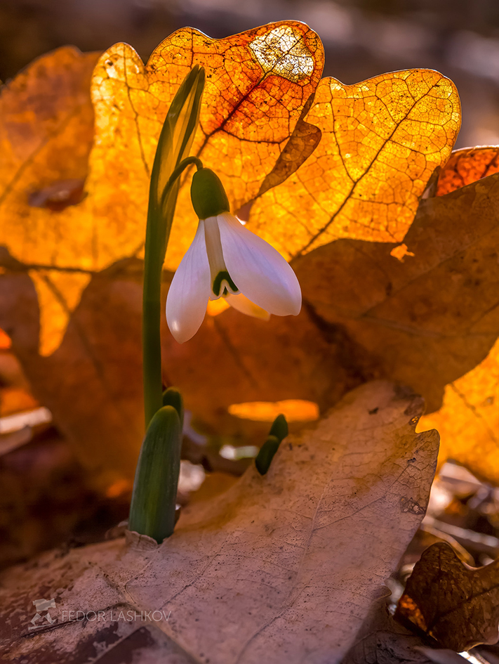 Под защитой