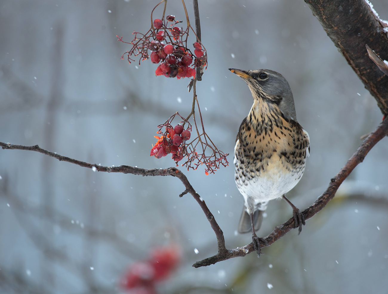 Сейчас вот это доем и...