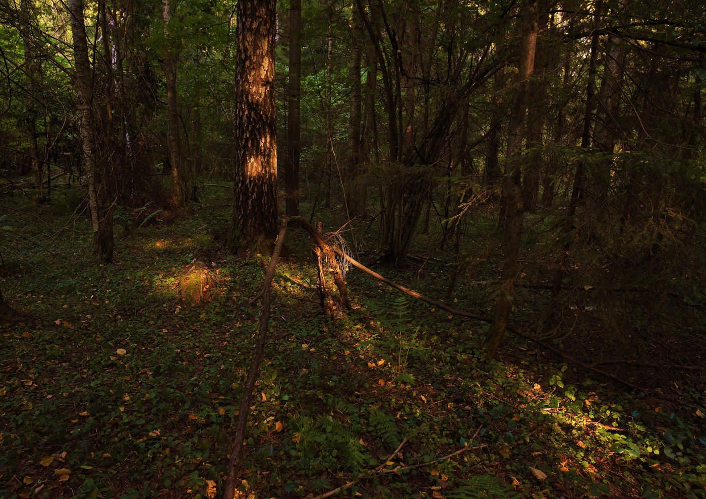 "Поздним летом пахнет в рощах задремавших..."