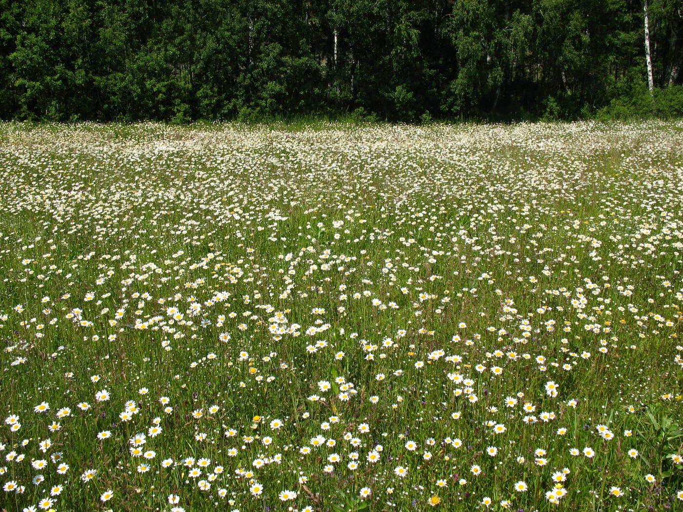 Хорошо, там где нас нет