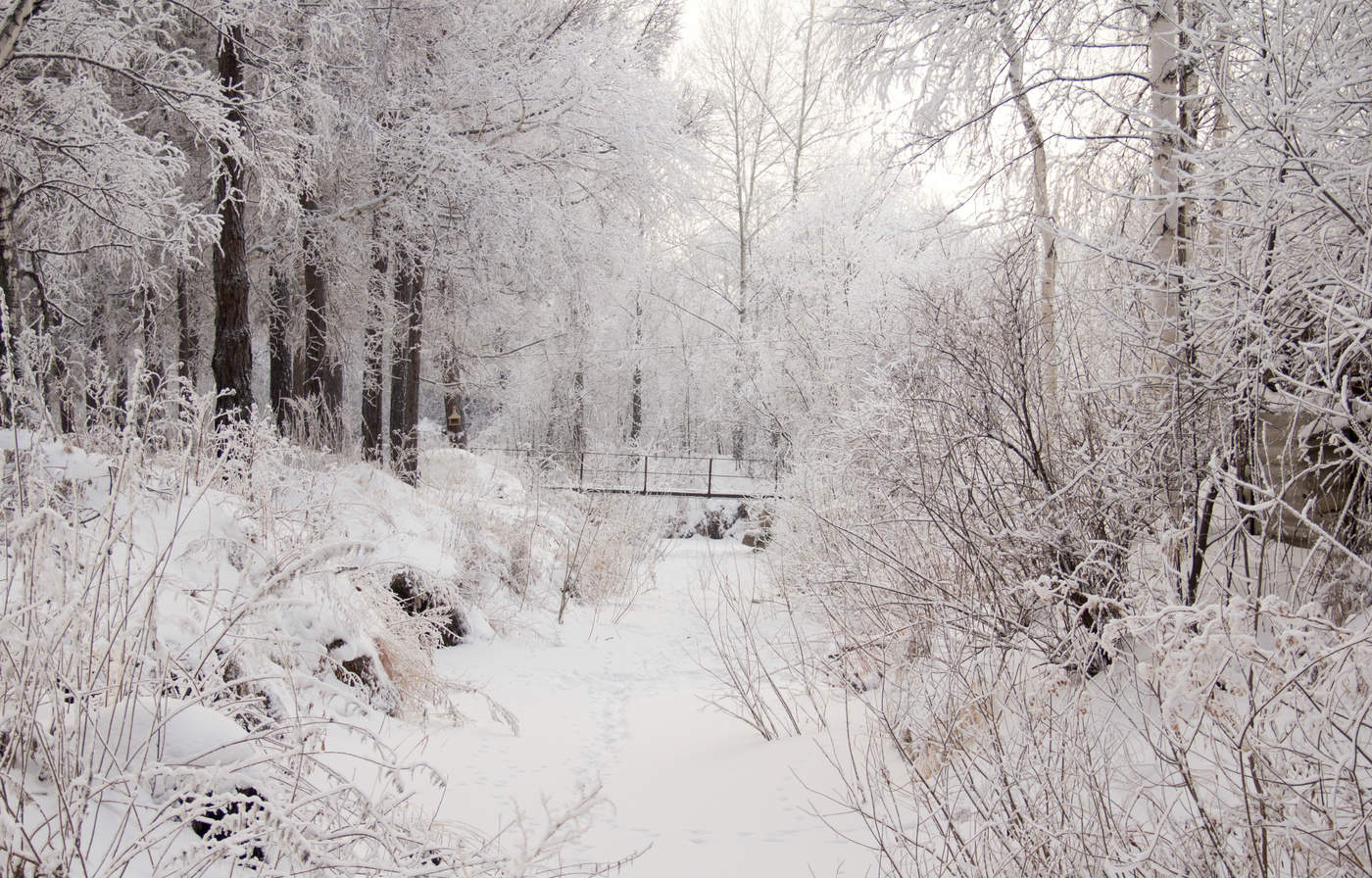 О прогулках новогодних..