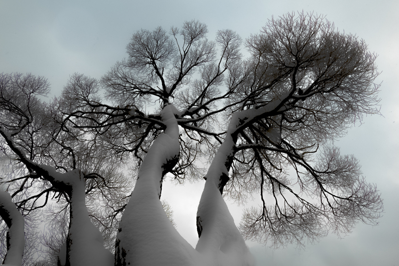 Дерево у воды