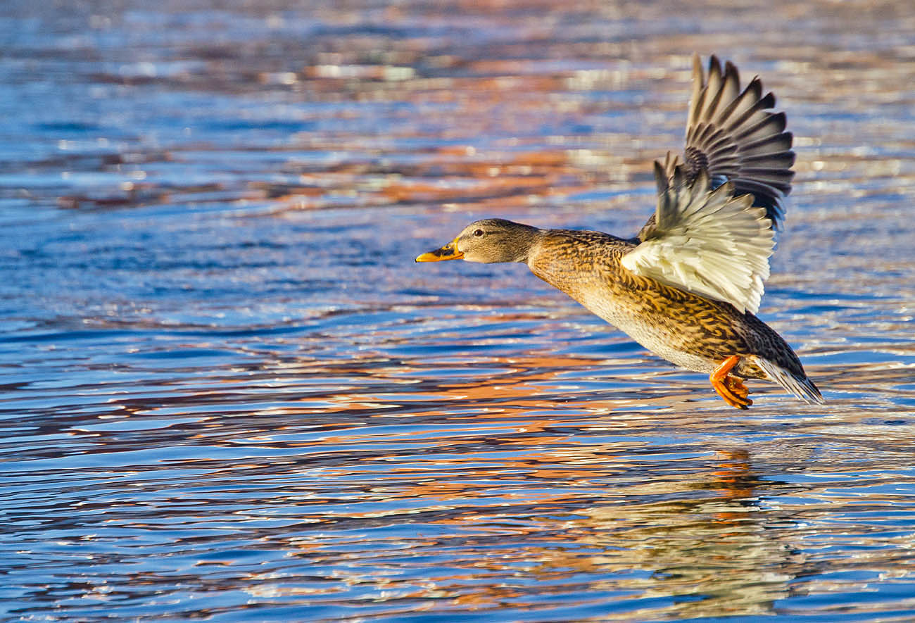 Над речной акварелью