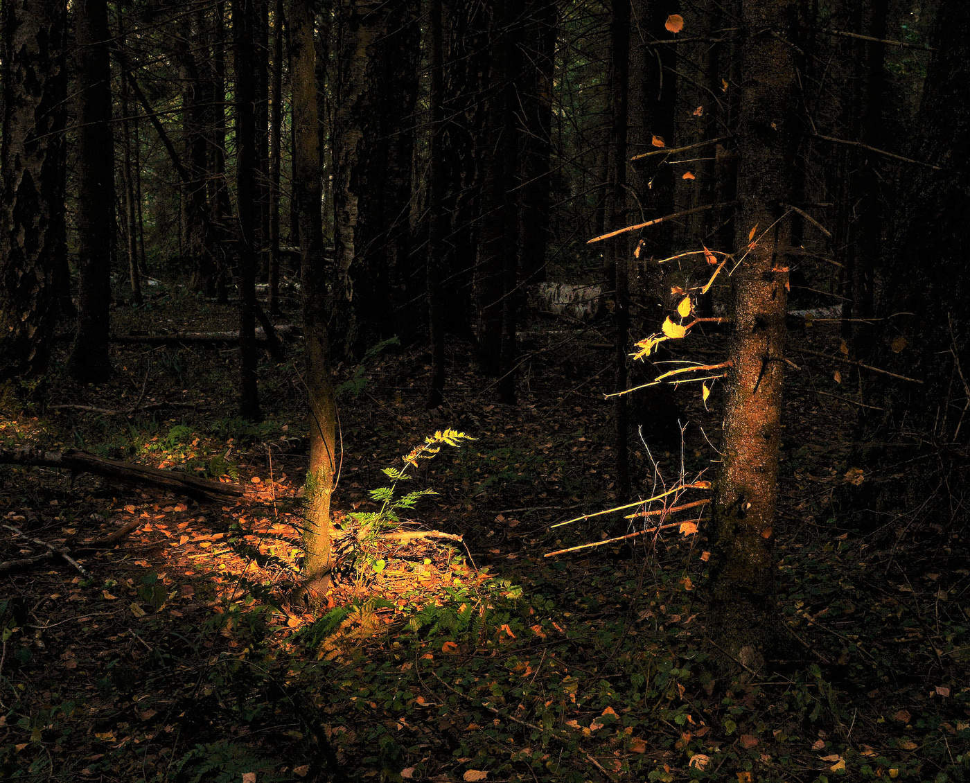 Осенний солнца луч ...