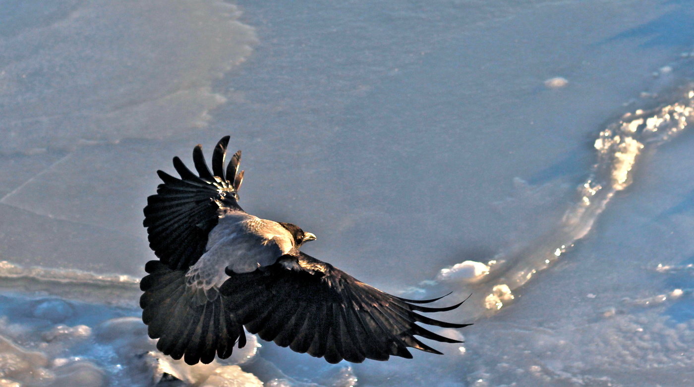Полёт нормальный :)