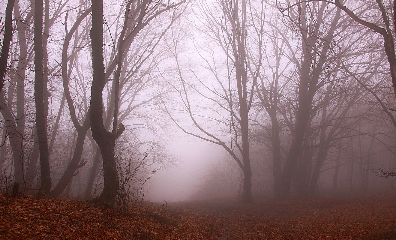 Крымский туманый лес