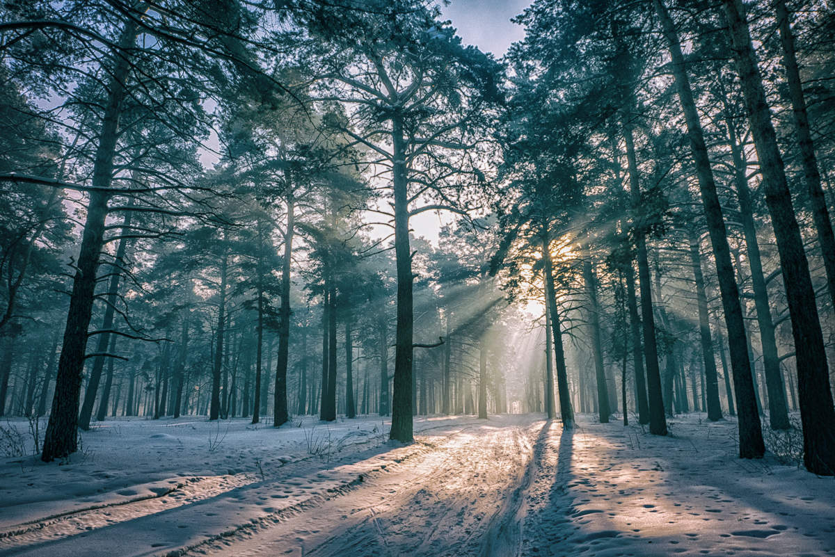 Морозное утро