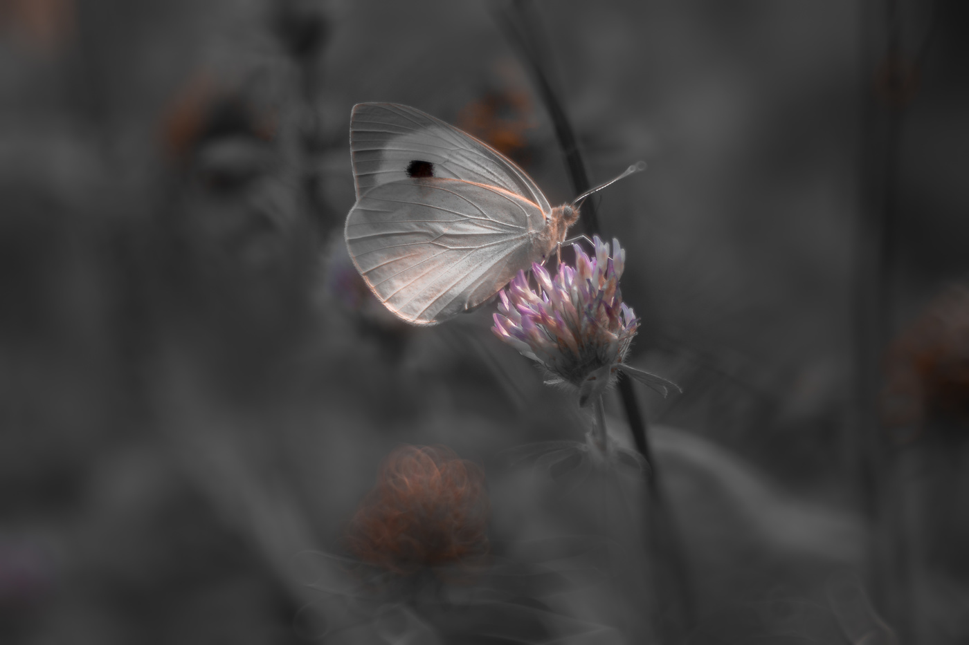 На сером фоне, про бабочку и клевер.