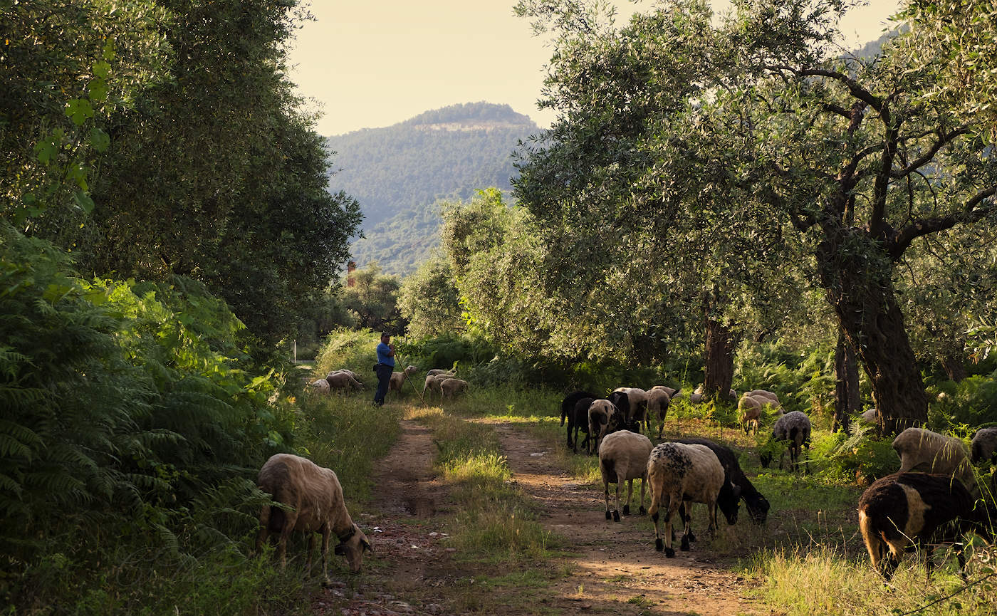 В оливковой роще