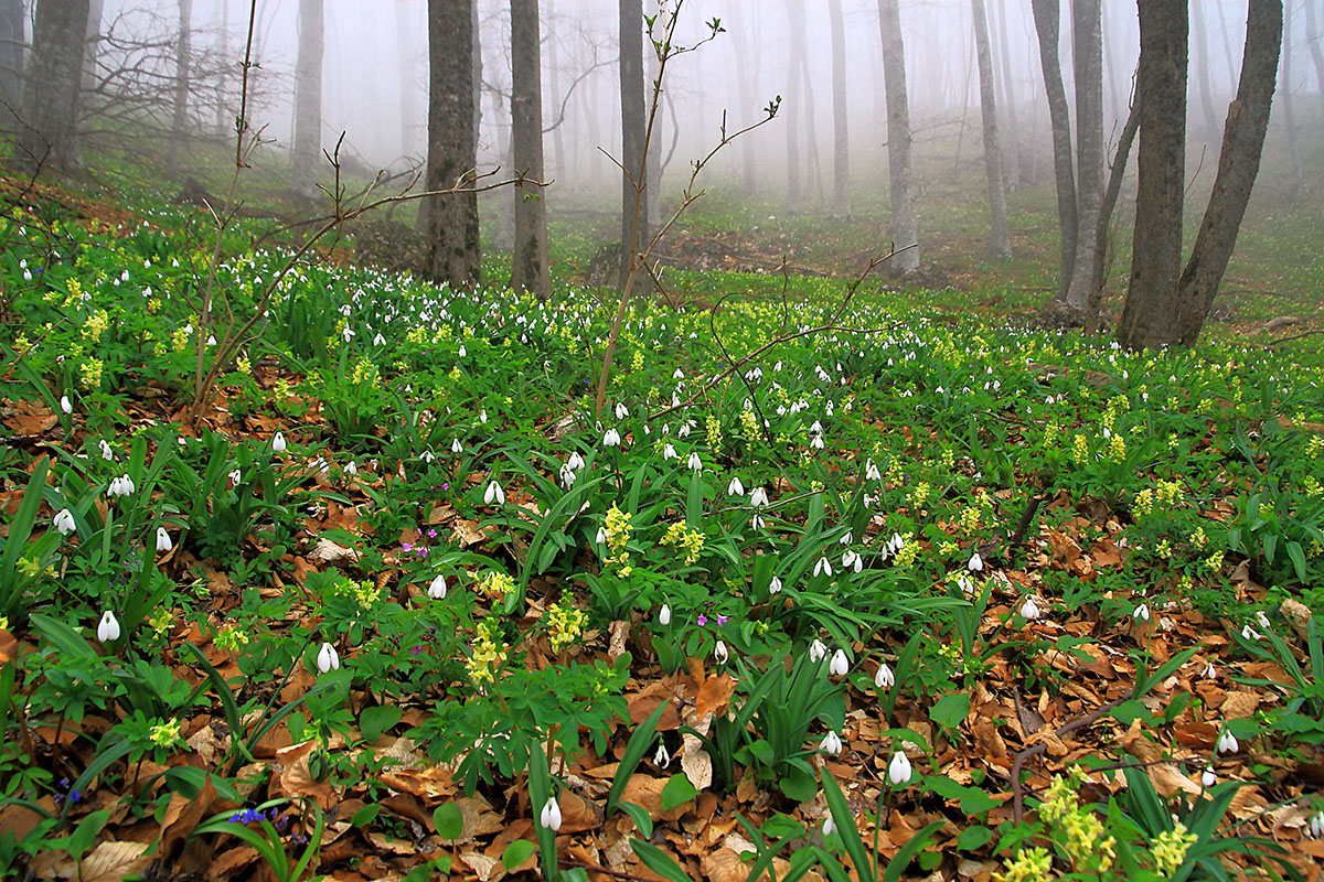 Подснежниковая туманность