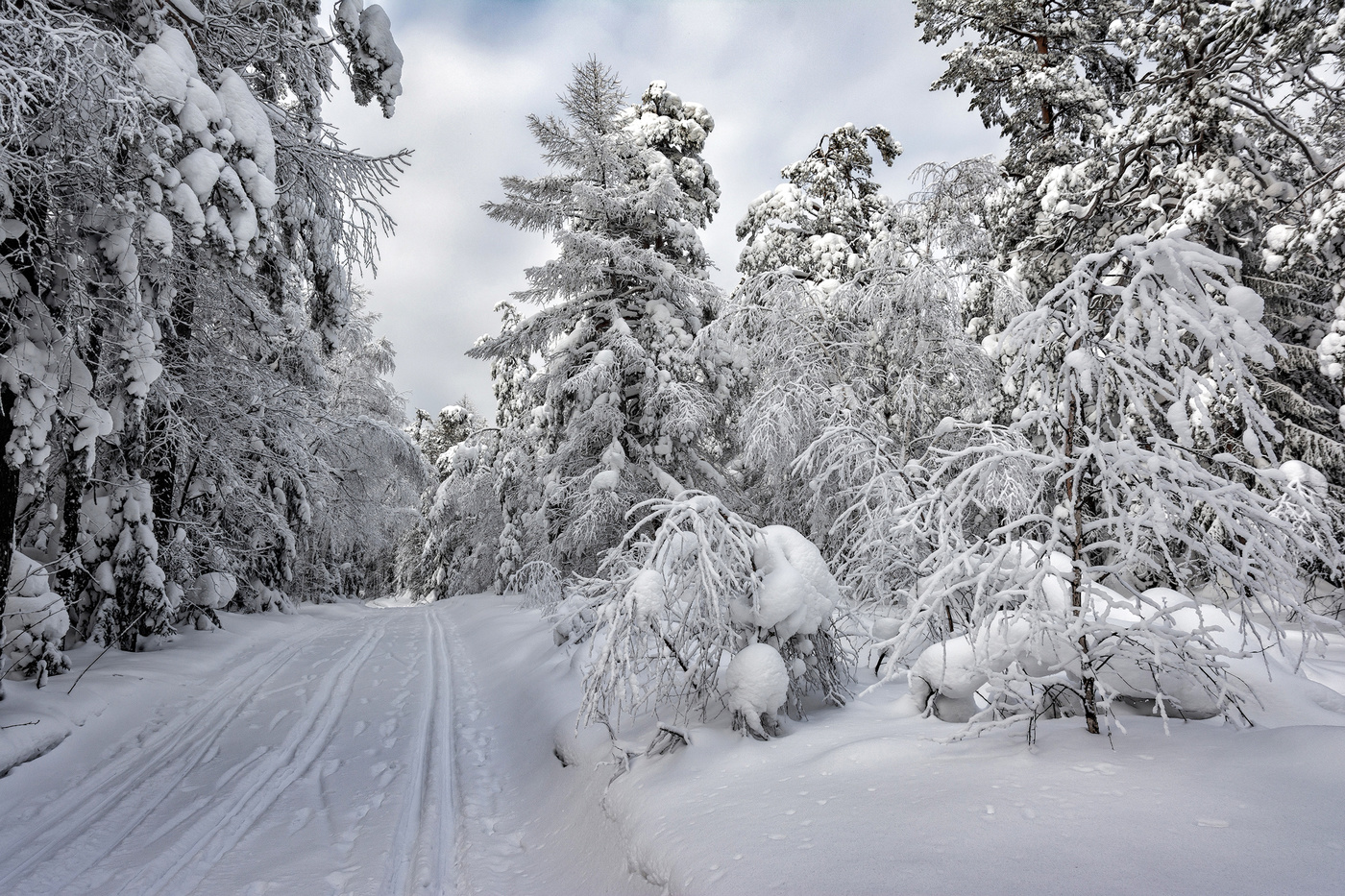 Лыжня России