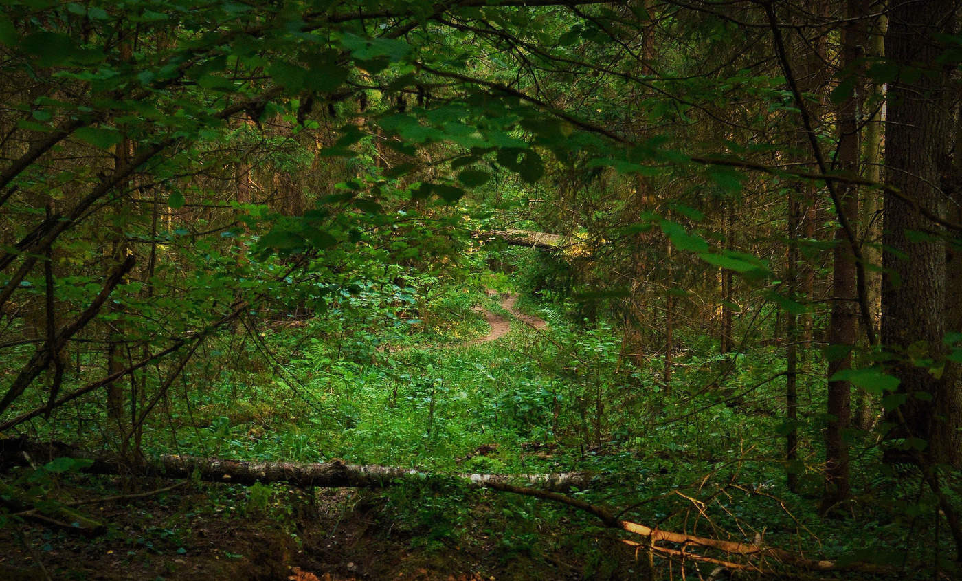 Лесная дорога ...