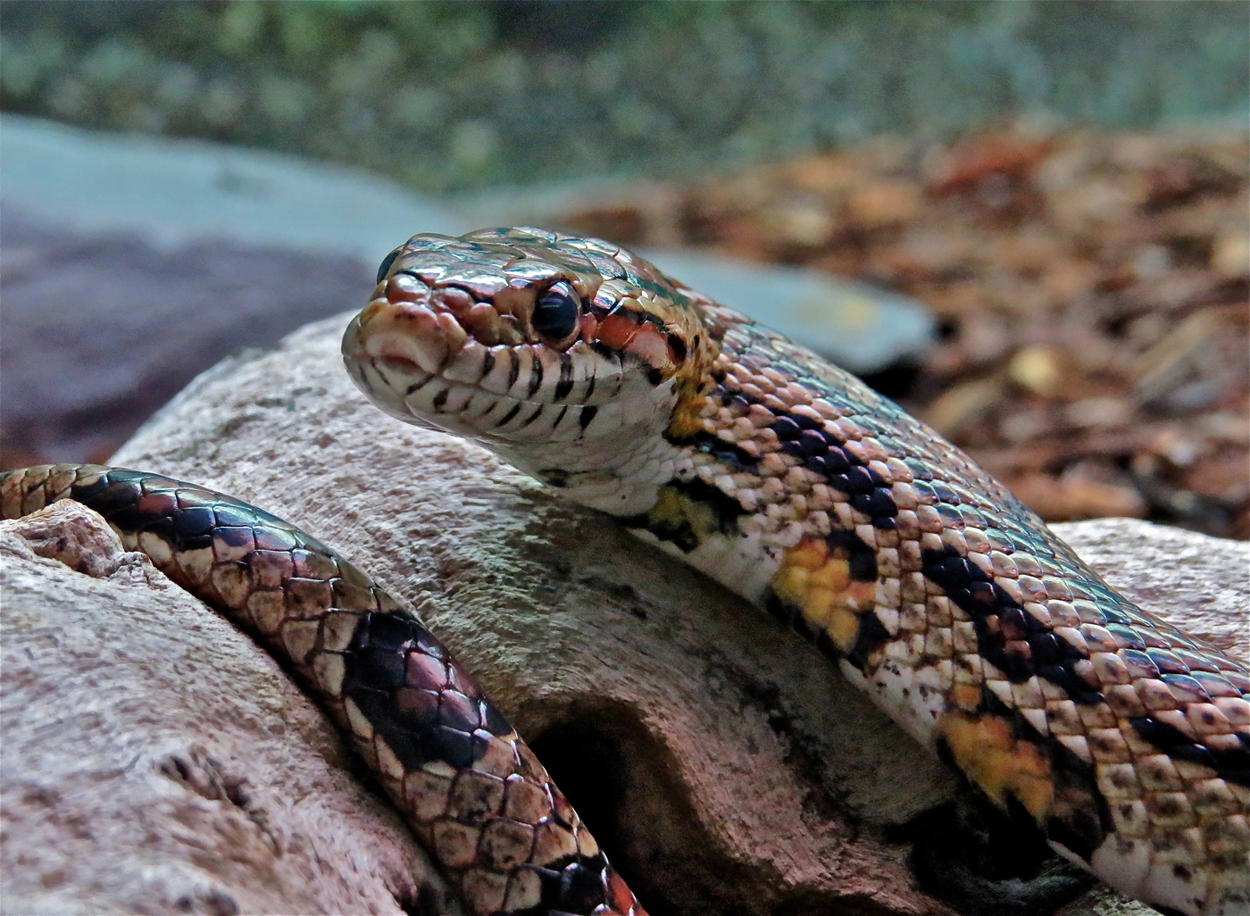 Заглянуть в глаза...