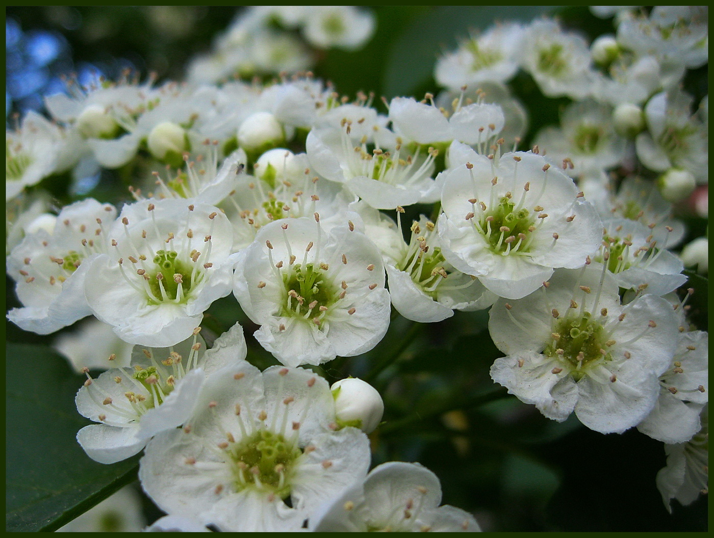 Цвет боярышника..