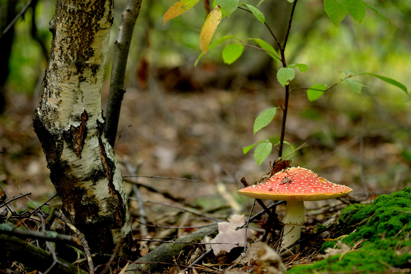 Мухомор у берёзки.