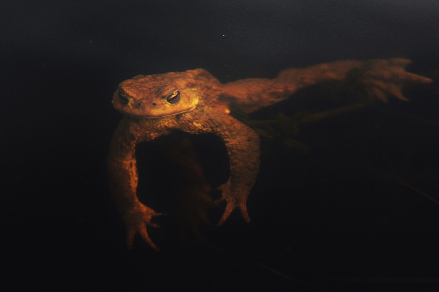 "Нет, царевич, я не та, кем меня ты видеть хочешь..."