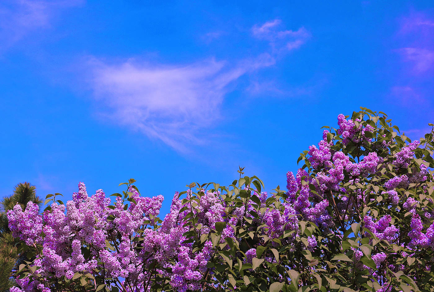 Весеннее буйство сирени