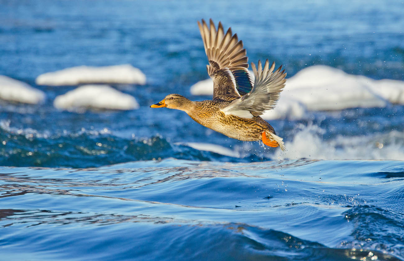 Полёт кряковой. Январь