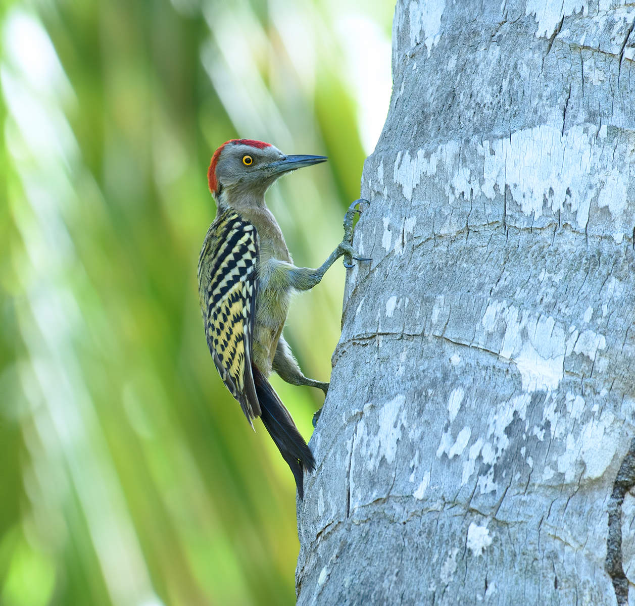 Hispaniolan woodpecker