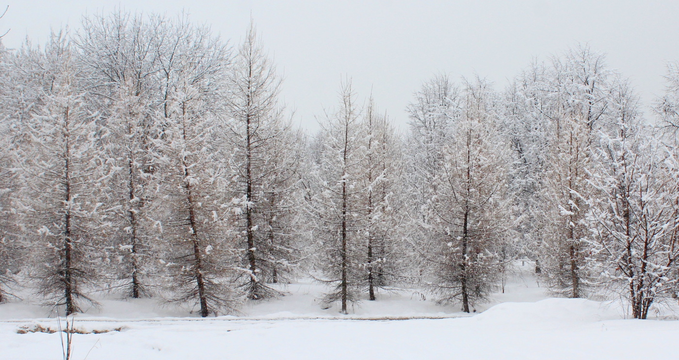 Лиственницы