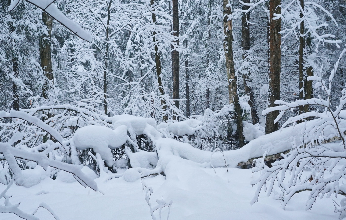 Февральская стужа