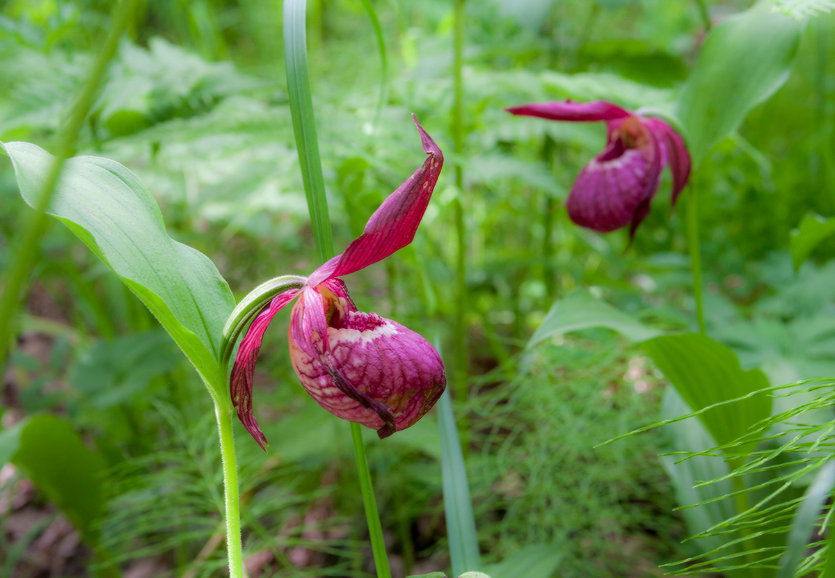 Вспоминая лето