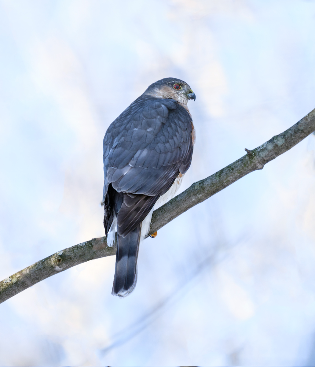 Sharp-shinned Hawk
