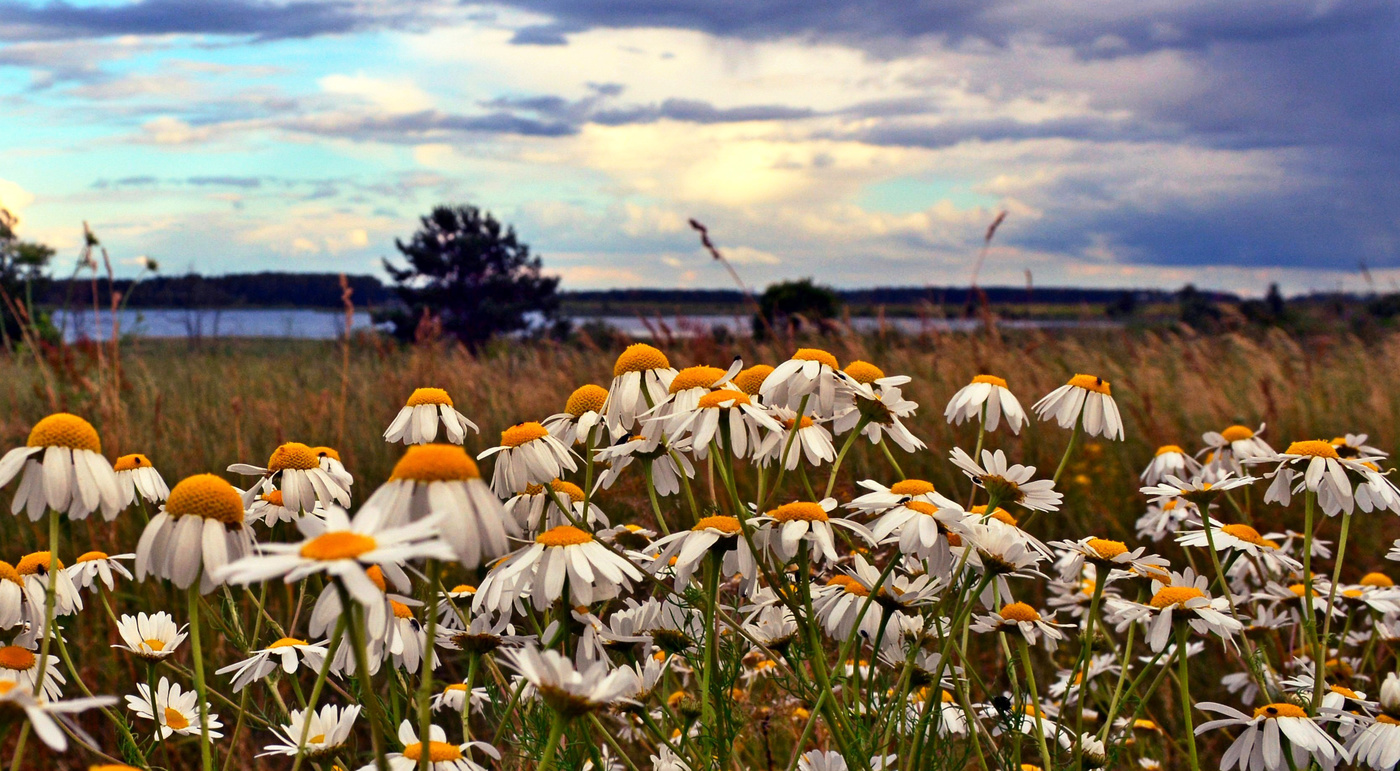 Ромашковый берег