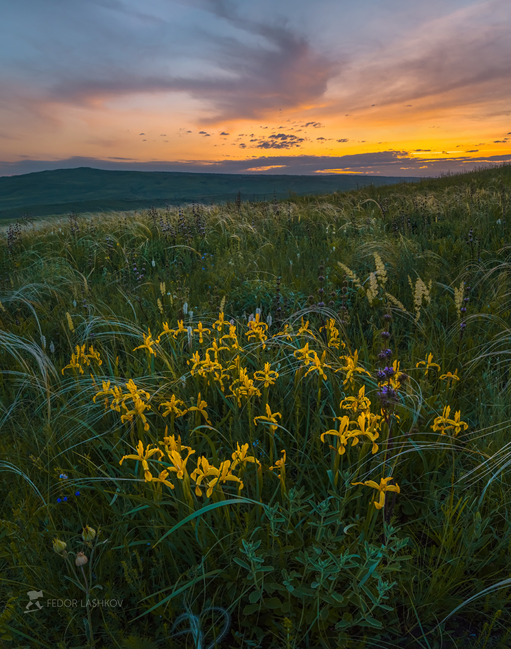 Дикие ирисы в степи