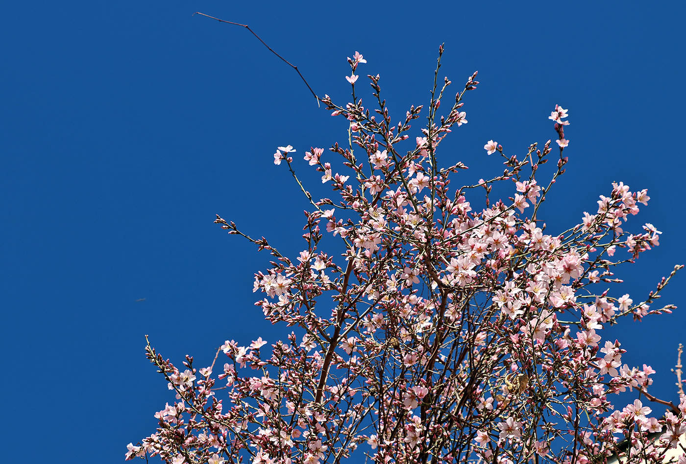 Миндаль цветет