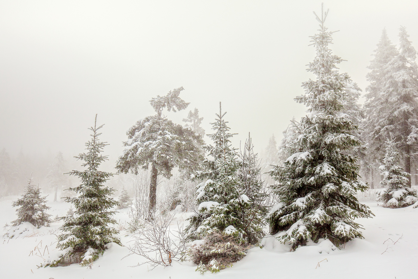 В зимнем лесу