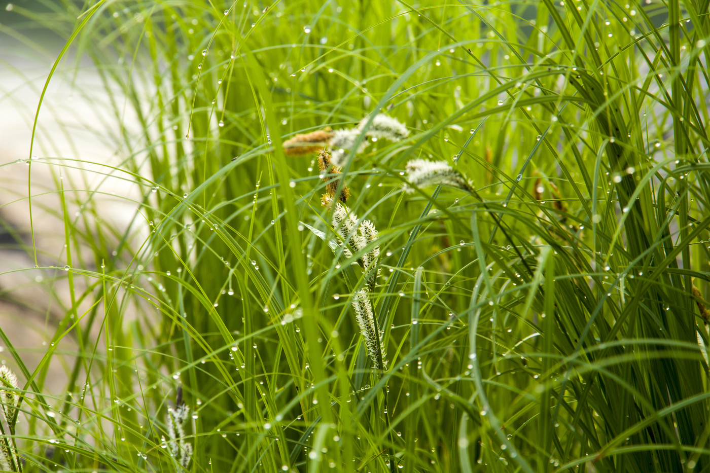 Утренняя роса на траве.