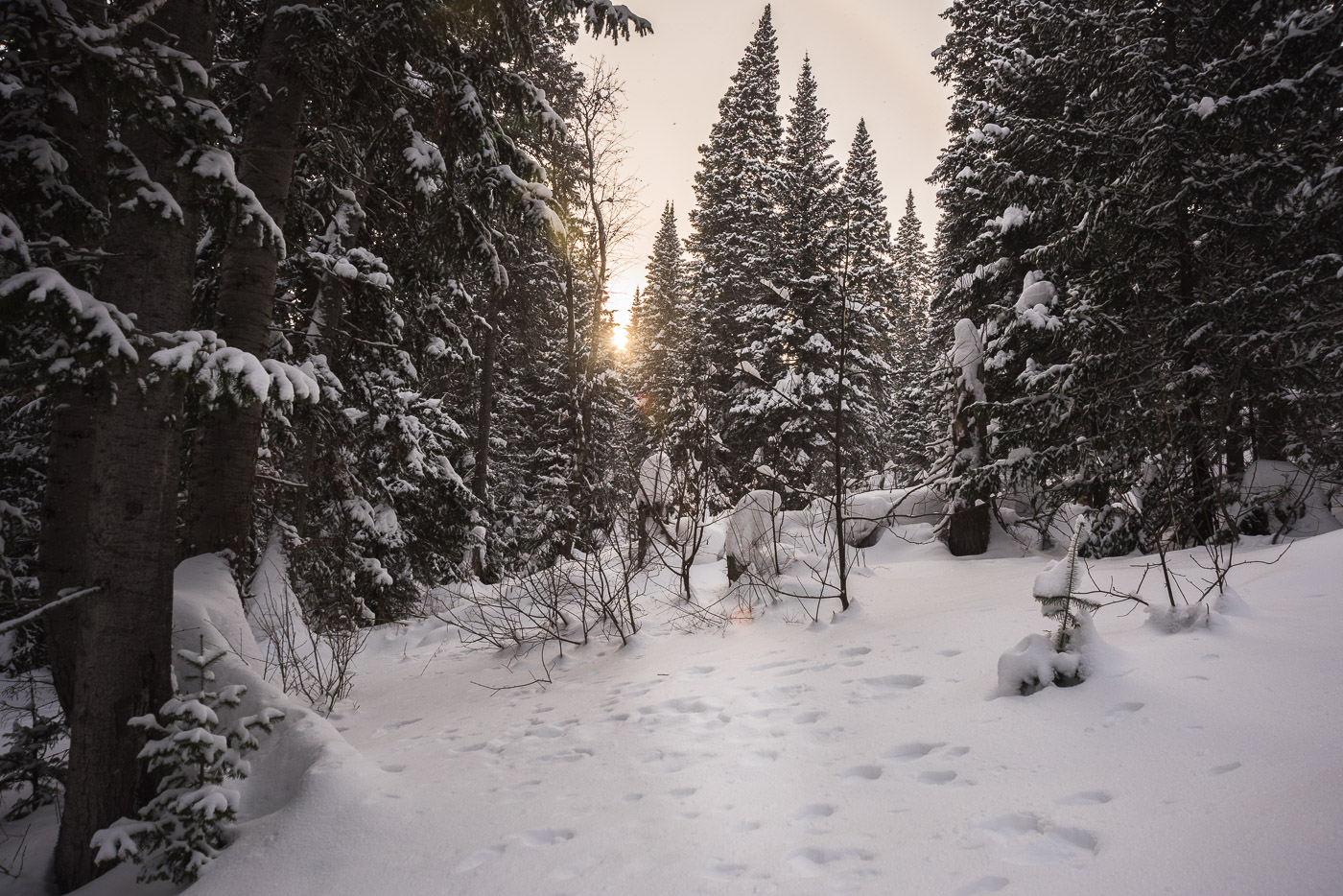 В лесной чаще