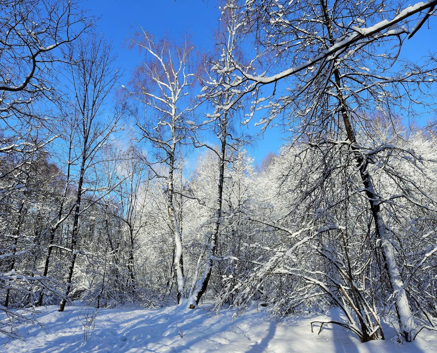 "В переплетенье сучьев висит лавиной небо голубое..."