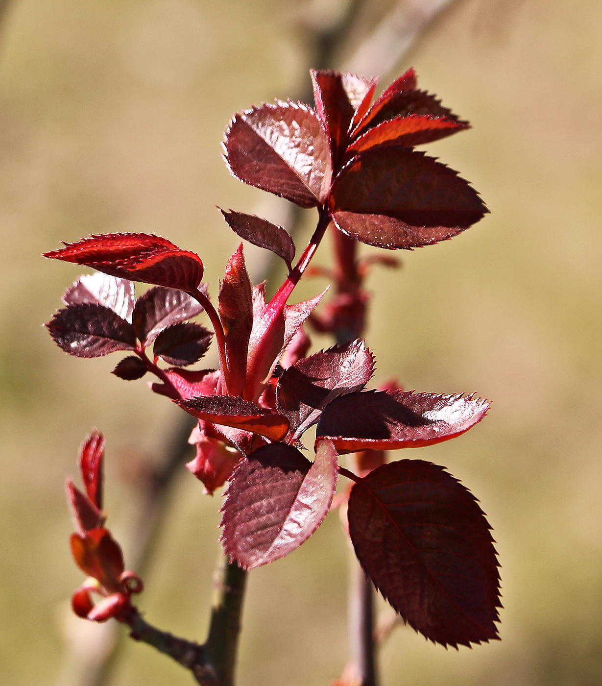 Роза в младенчестве