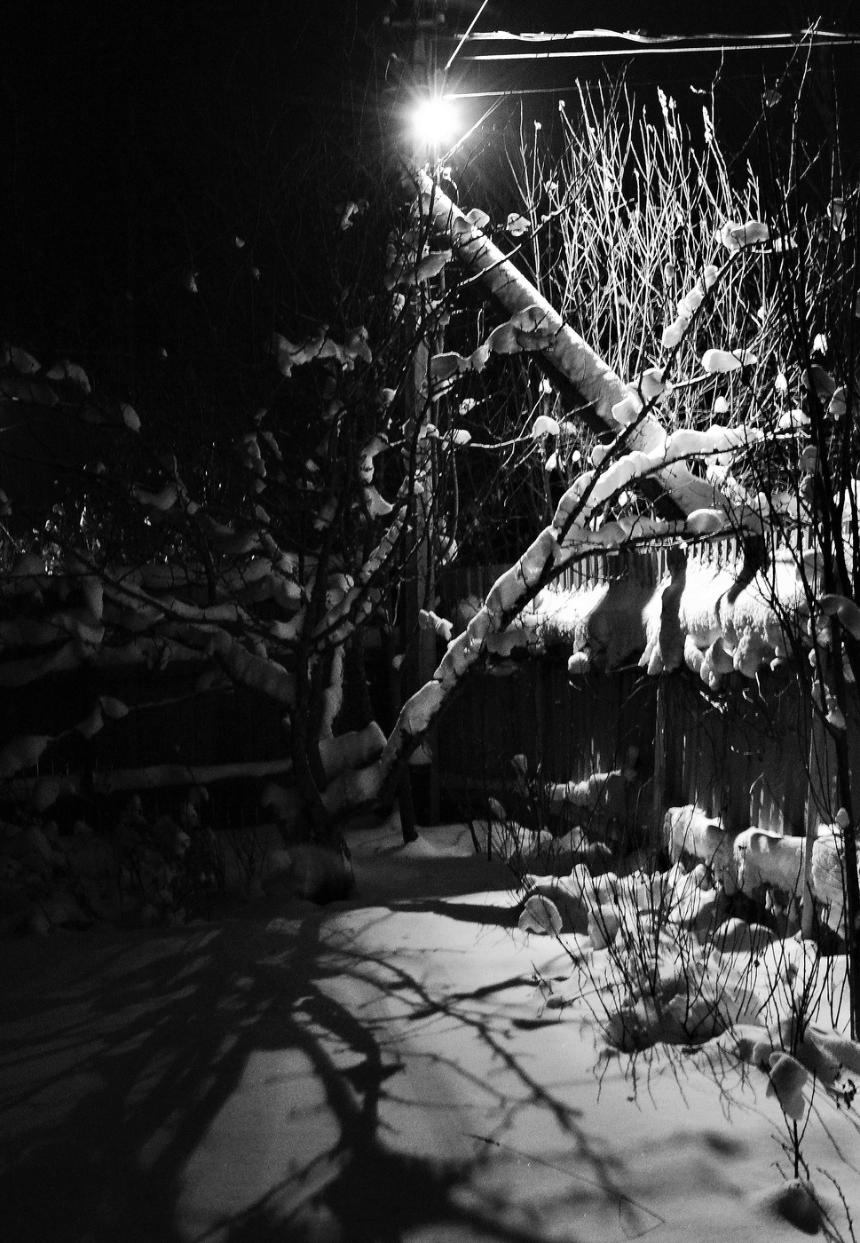 "И тени от куста так явственно чернели на снегу..."