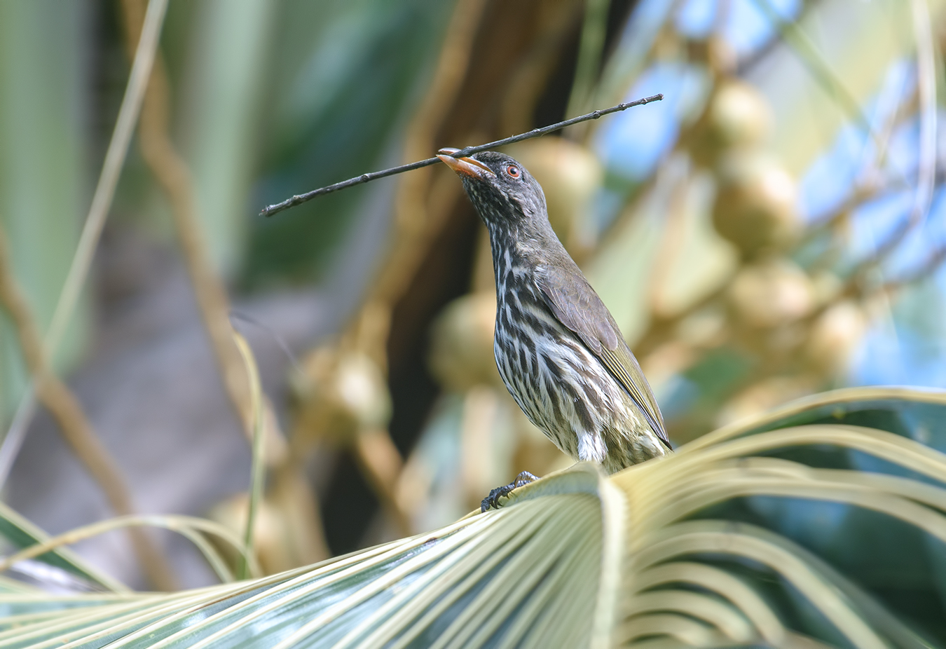 Palmchat