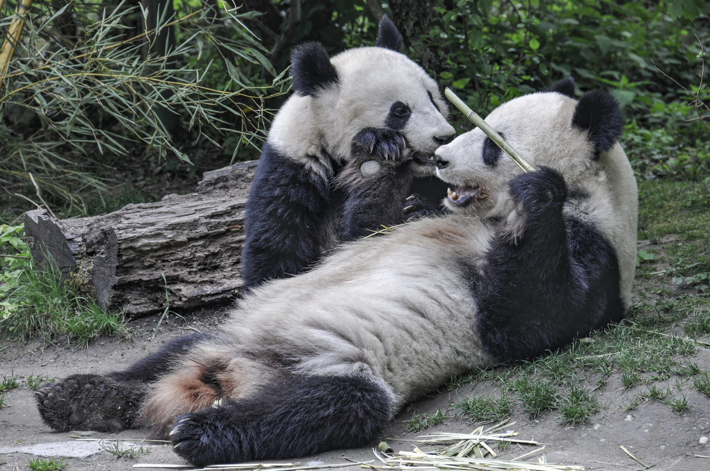 Сладкая жизнь