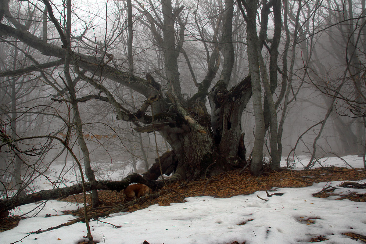 Крымские туманности