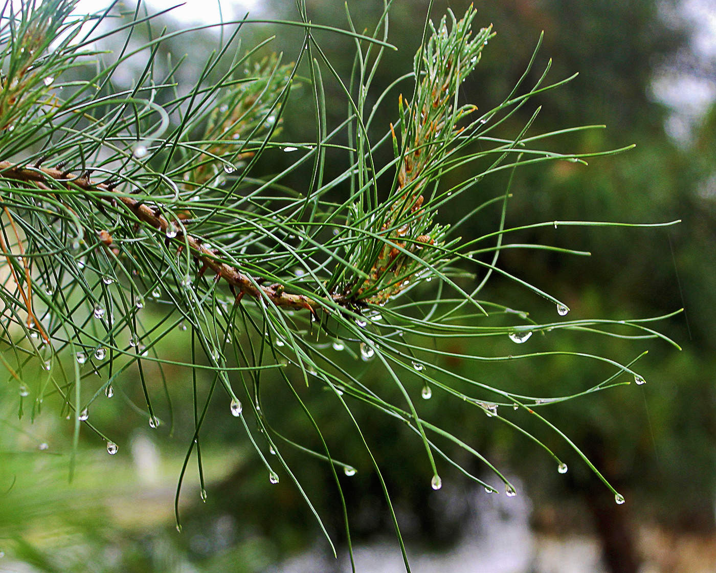 Сосновый бисер